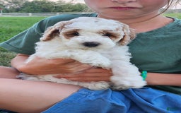 Cockapoo dogs for sale: Remi - Image 5