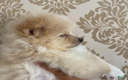 Pomeranian dogs for sale: Sally - Image 4