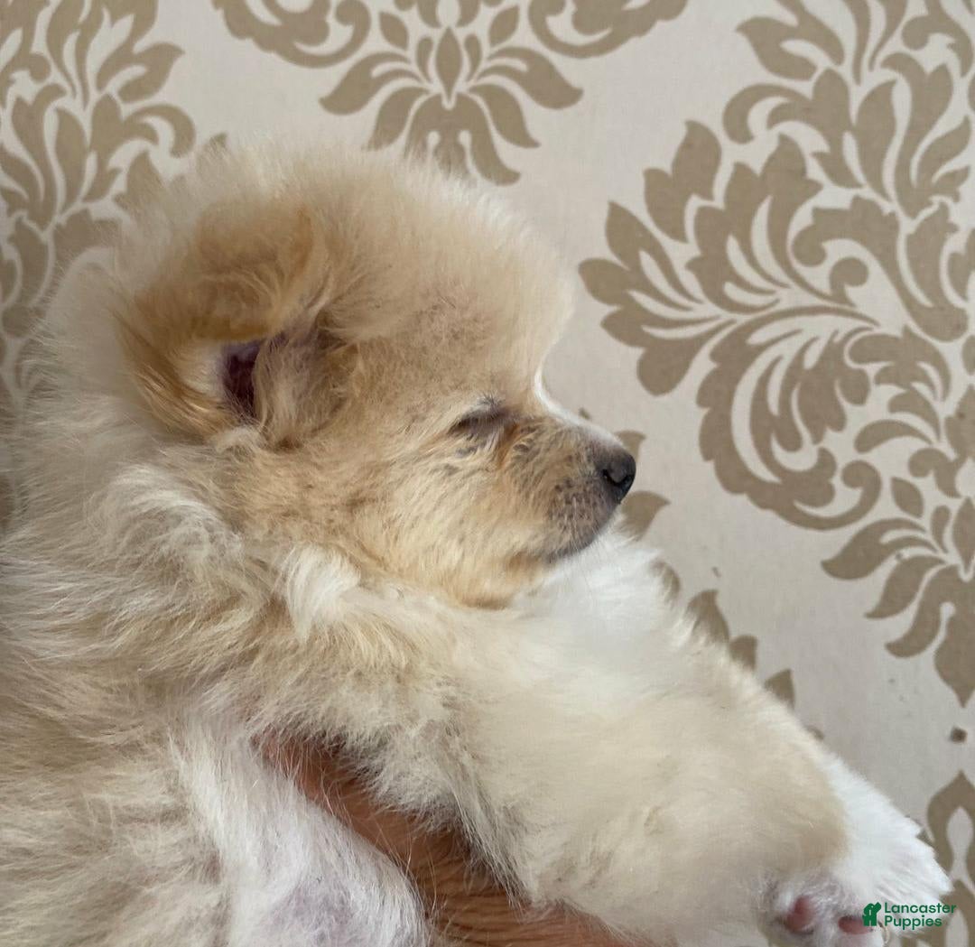 Pomeranian dogs for sale: Sally - Image 4