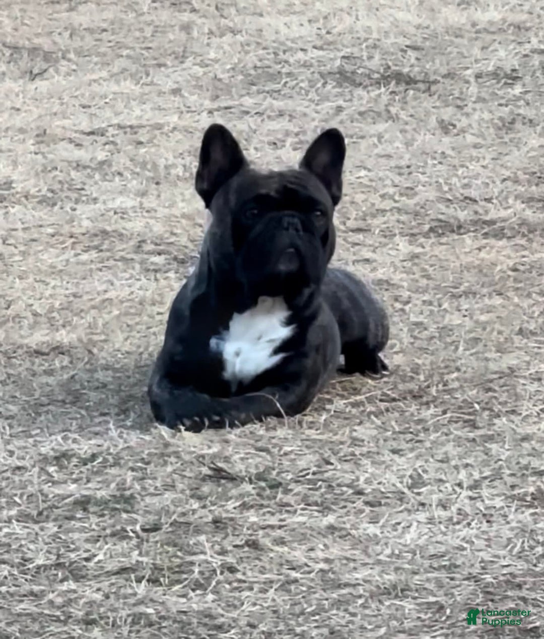 French Bulldog dogs for sale: Magnolia - Image 3