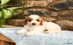 Labradoodle dogs for sale: Lucy - Image 1