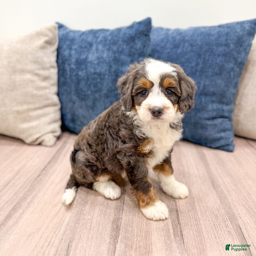 Mini Bernedoodle dogs for sale: Benson - Image 3