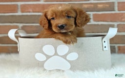 Goldendoodle dogs for sale: River - Image 12