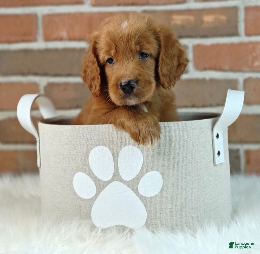 Goldendoodle dogs for sale: River - Image 12