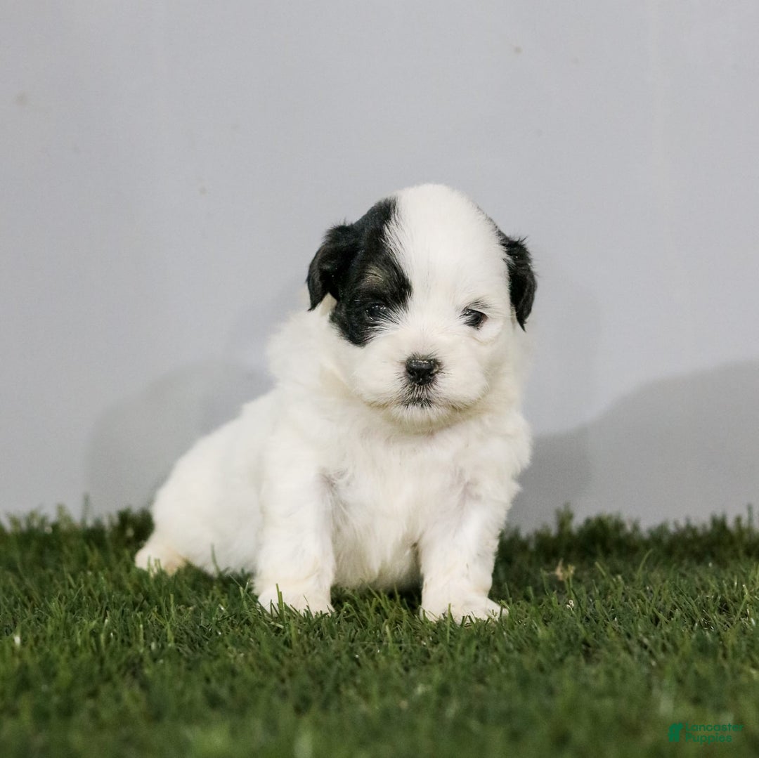 Shihpoo dogs for sale: Benny - Image 11