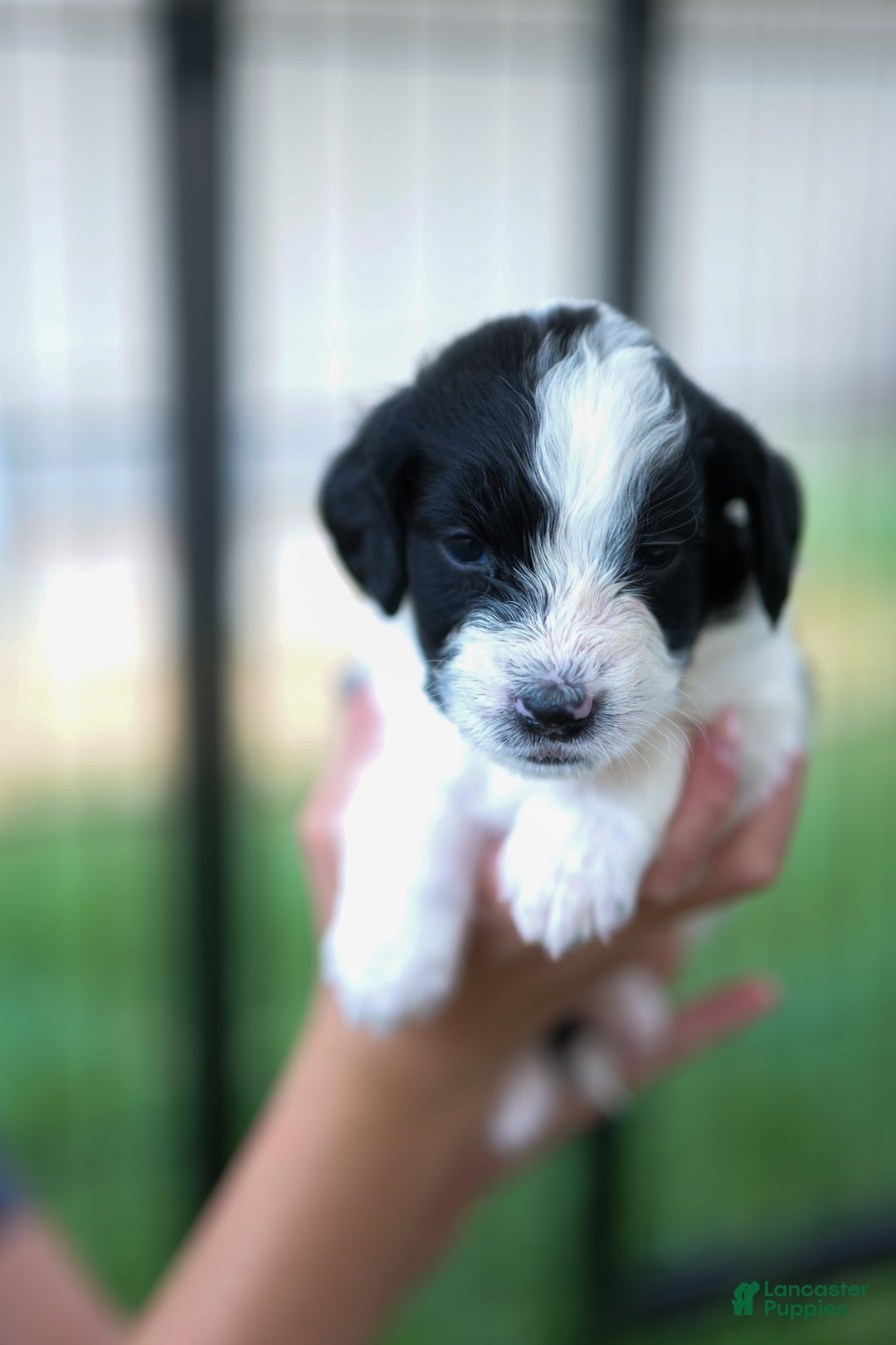 Bernedoodle dogs for sale: Candy - Image 1