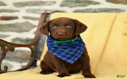 Labrador Retriever dogs for sale: Caramel - Image 1