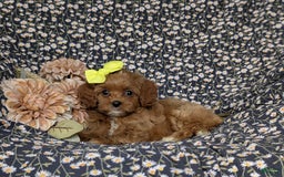 Cockapoo dogs for sale: Cassandra Hypoallergenic - Image 5