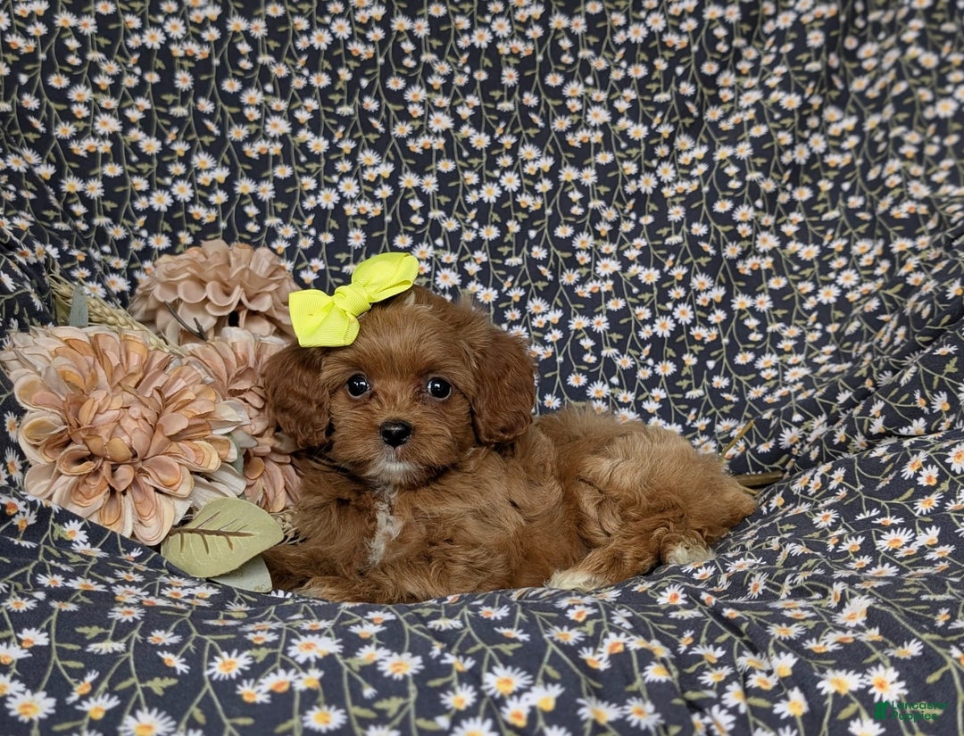 Cockapoo dogs for sale: Cassandra Hypoallergenic - Image 5