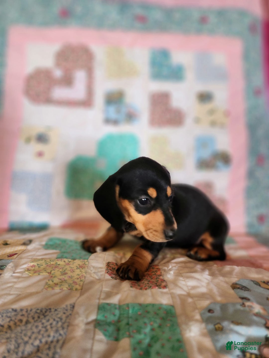 Miniature Dachshund dogs for sale: Peach - Image 10