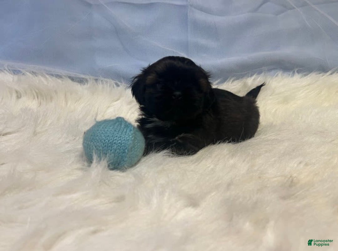 Shih Tzu dogs for sale: June Bug Brown - Image 12
