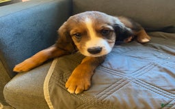 Bernedoodle dogs for sale: Harriet - Image 7