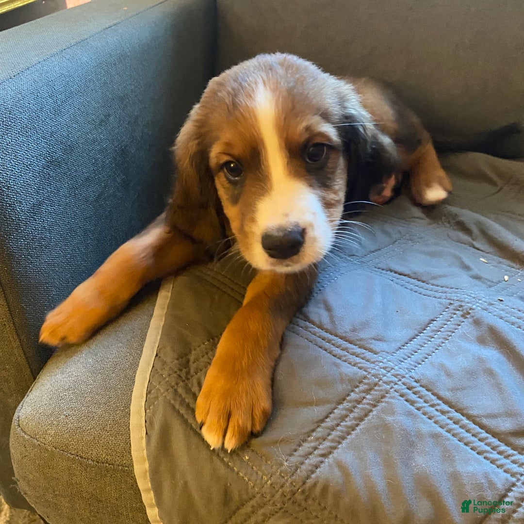 Bernedoodle dogs for sale: Harriet - Image 7