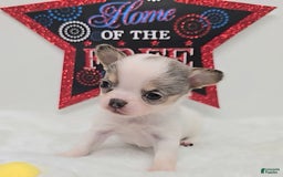Chihuahua dogs for sale: Leo - Image 2