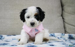 Mini Bernedoodle dogs for sale: Lennon - Image 25