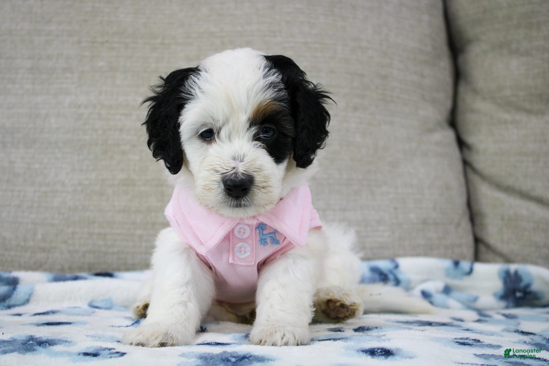 Mini Bernedoodle dogs for sale: Lennon - Image 25