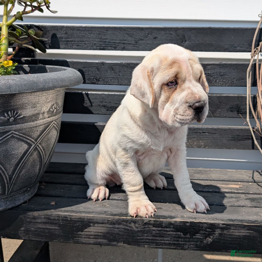 Mini Hippo dogs for sale: Casey - Image 3