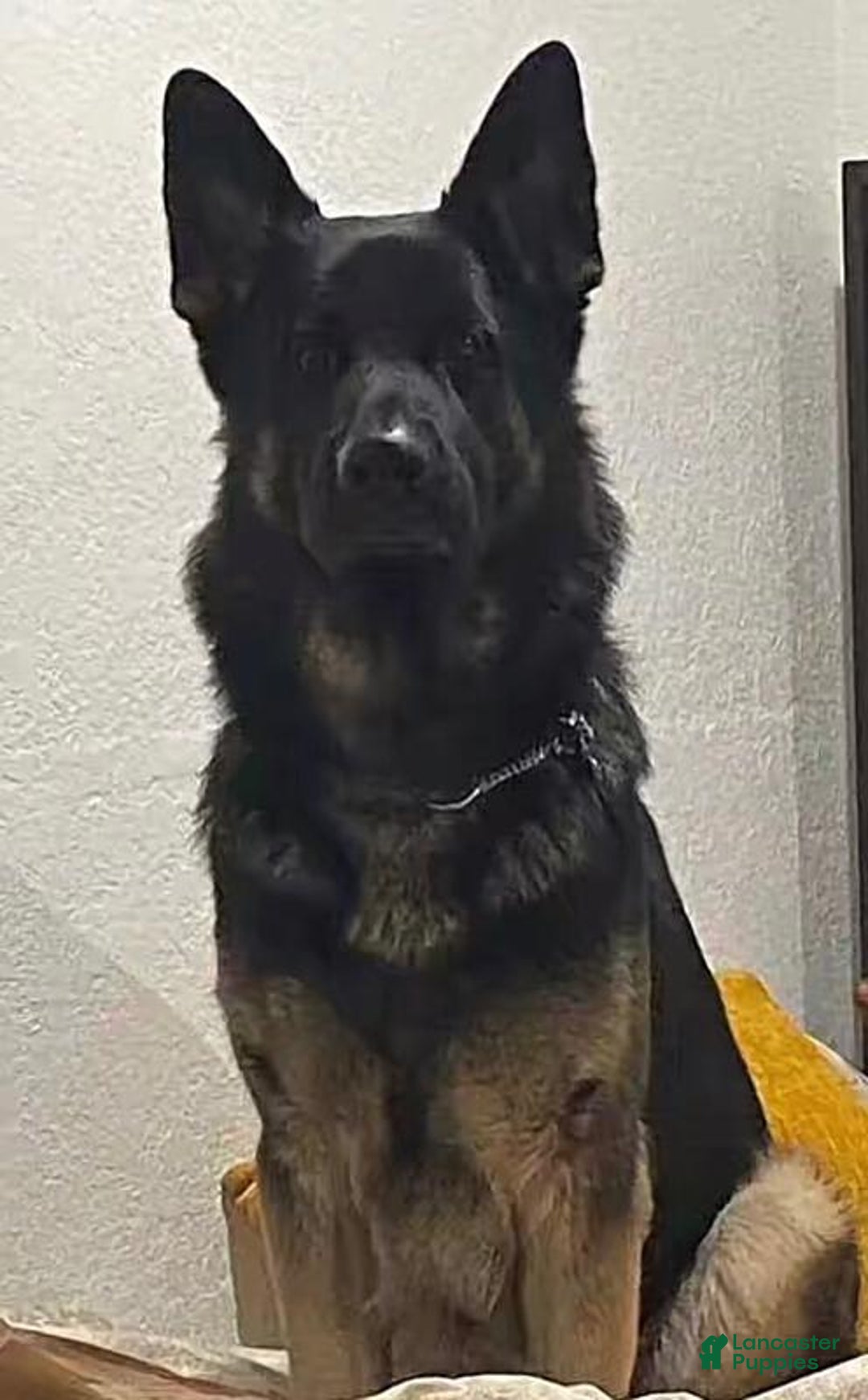 German Shepherd dogs for sale: Cocoa - Image 3