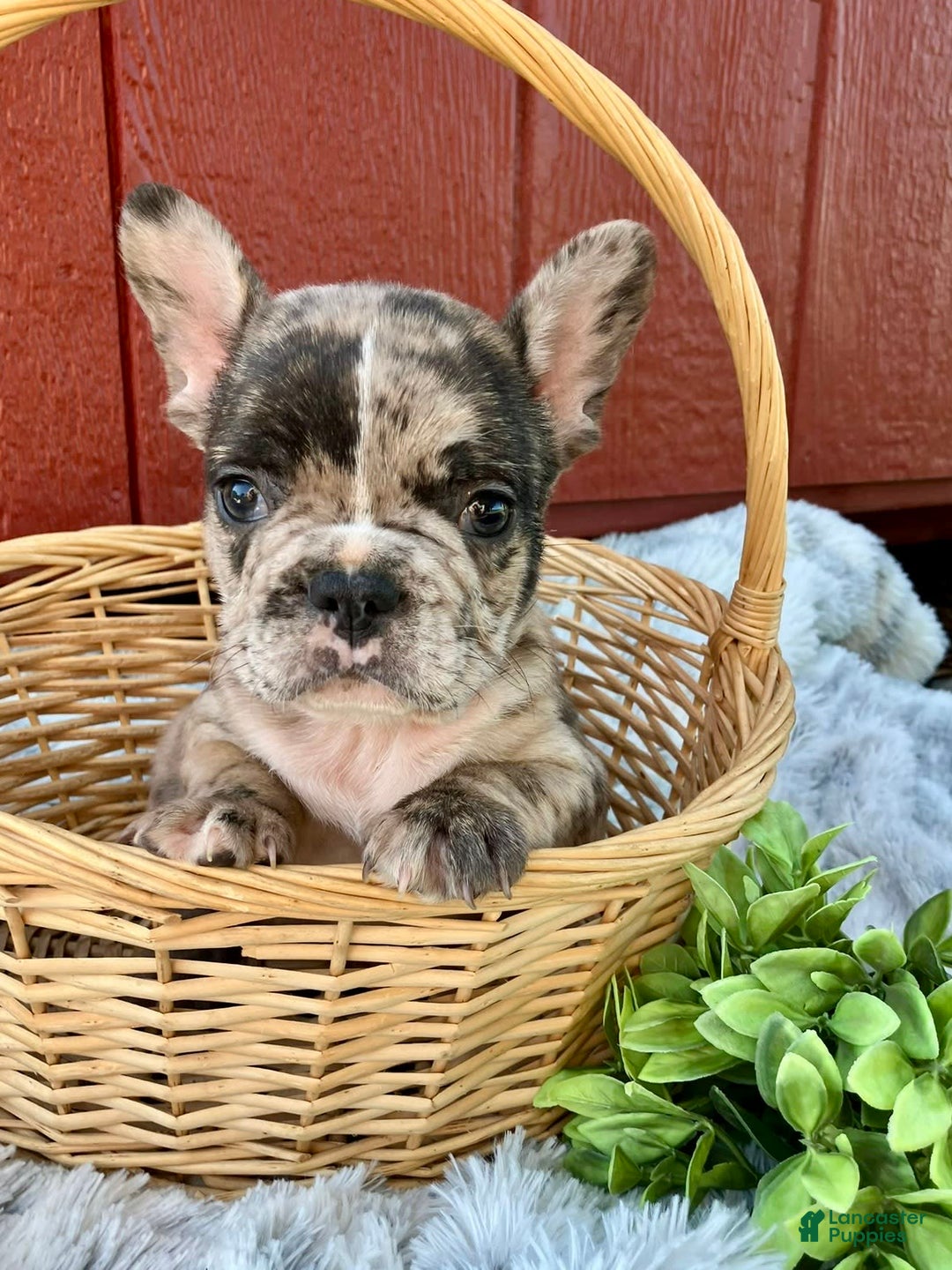 French Bulldog dogs for sale: Cooper - Image 2