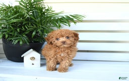 Bichpoo dogs for sale: Julian - Image 10