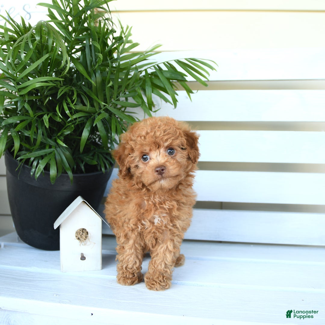 Bichpoo dogs for sale: Julian - Image 10