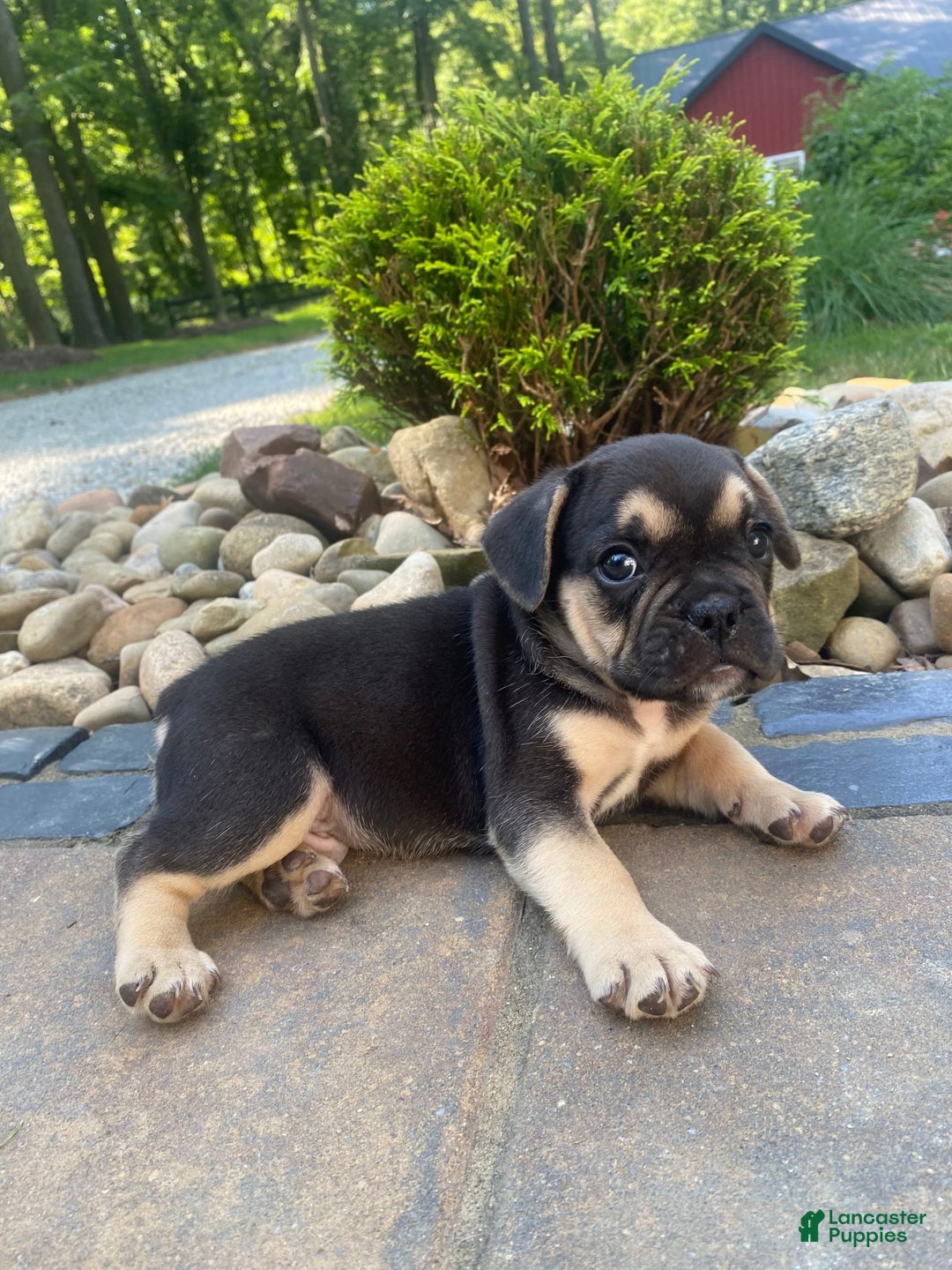 French Bulldog dogs for sale: Roscoe - Image 9