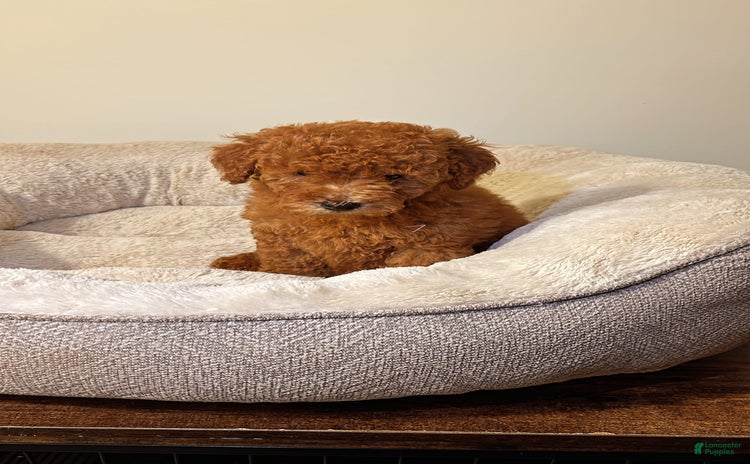 Toy Poodle dogs for sale - Ad 3