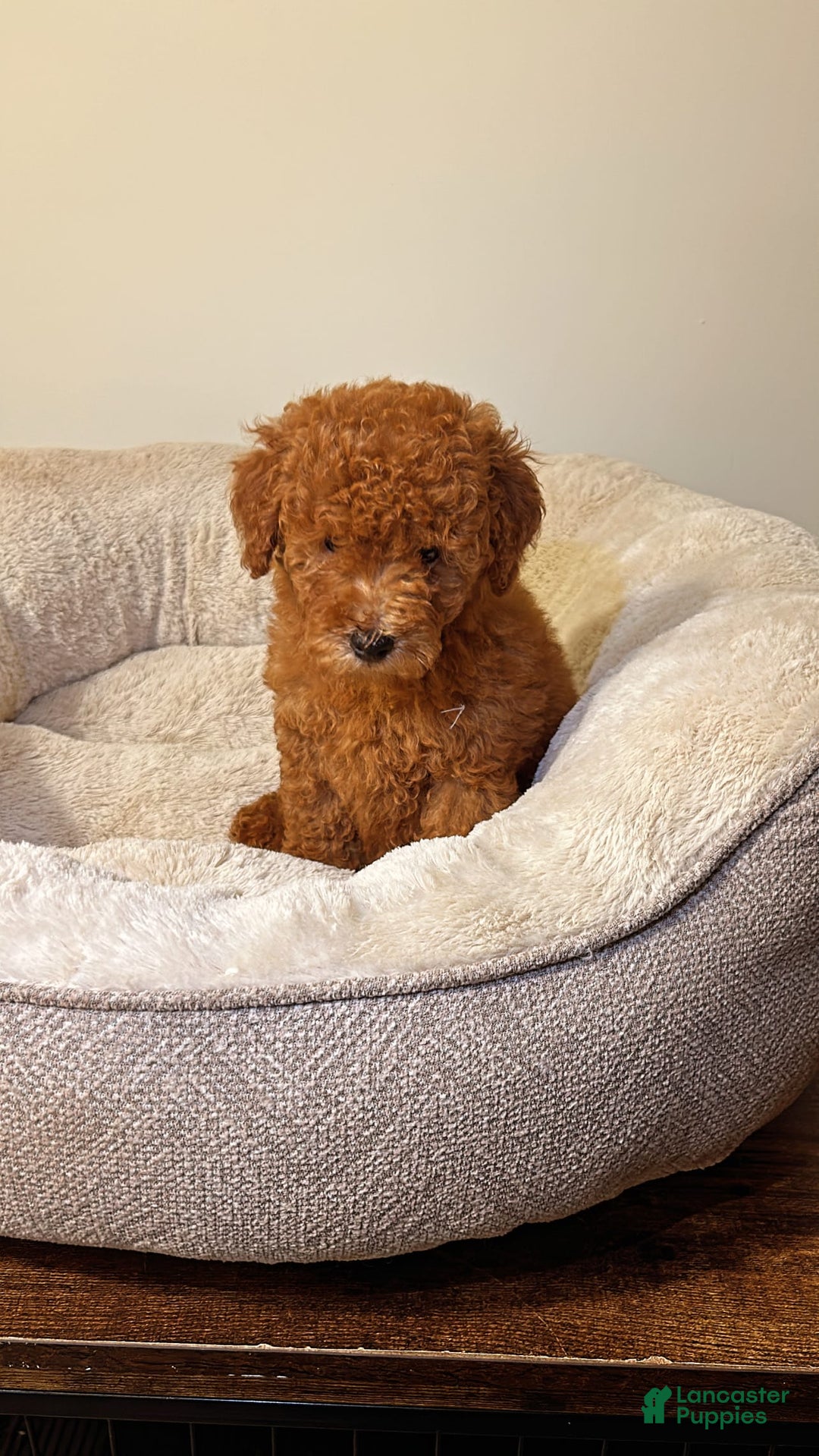 Toy Poodle dogs for sale: Willow - Image 1