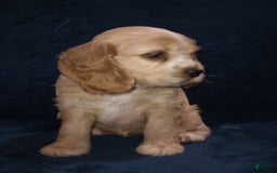 Cocker Spaniel dogs for sale: Tinka - Image 11