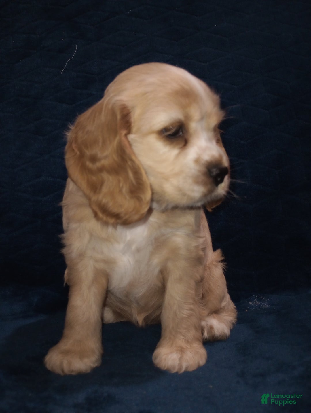 Cocker Spaniel dogs for sale: Tinka - Image 11