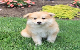 Pomsky dogs for sale: Harley - Image 3