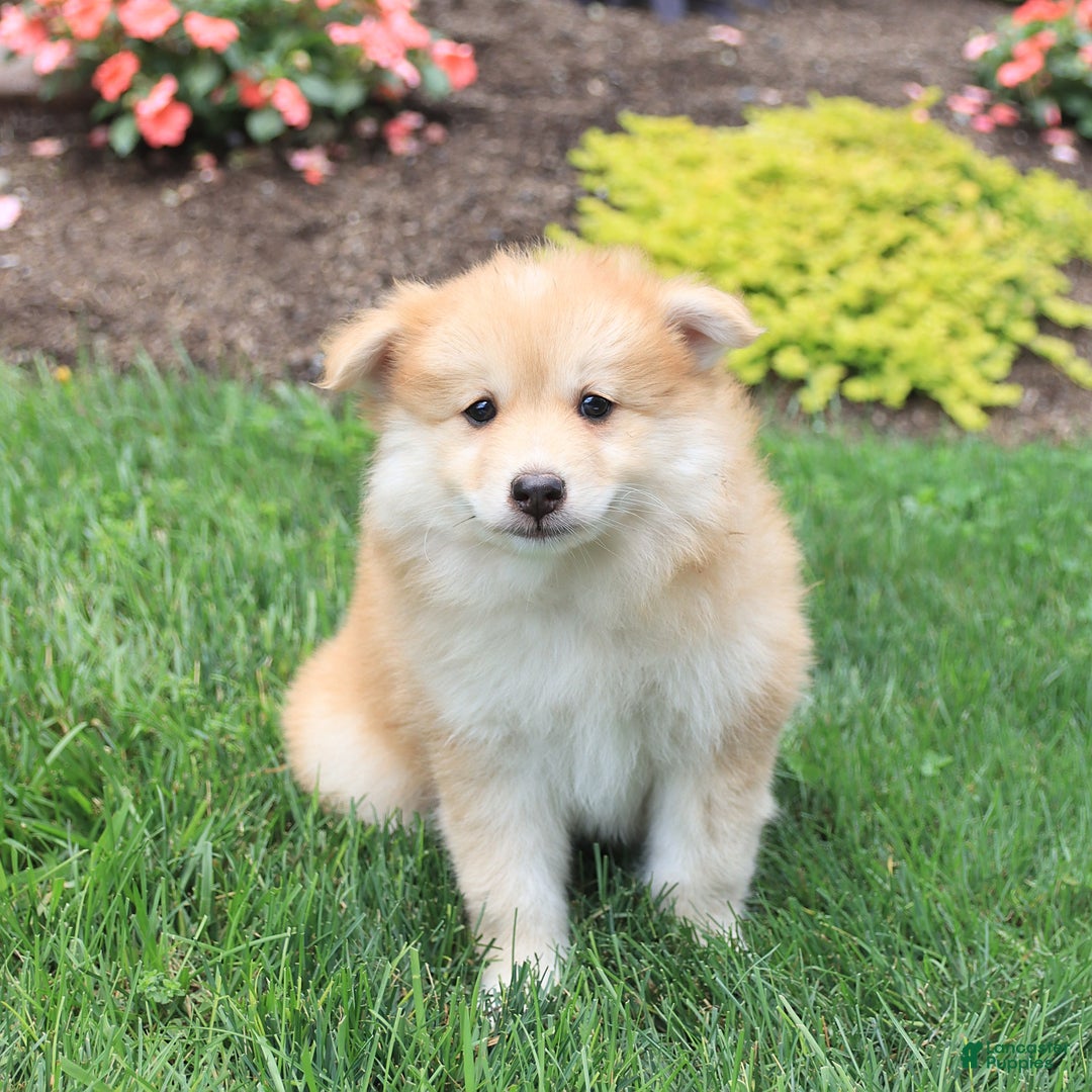 Pomsky dogs for sale: Harley - Image 3
