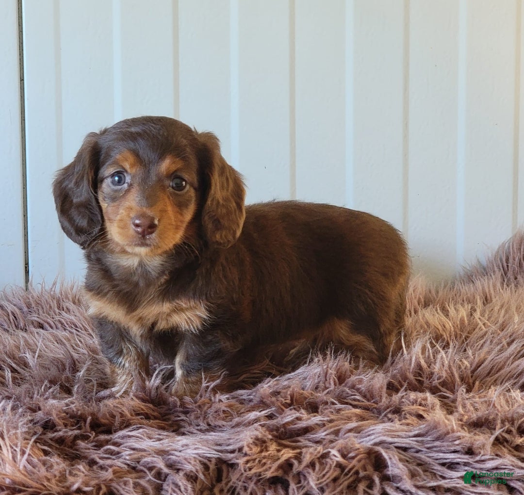 Miniature Dachshund dogs for sale: Roseabelle - Image 7