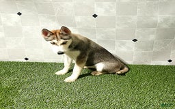 Siberian Husky dogs for sale: Lexy - Image 2