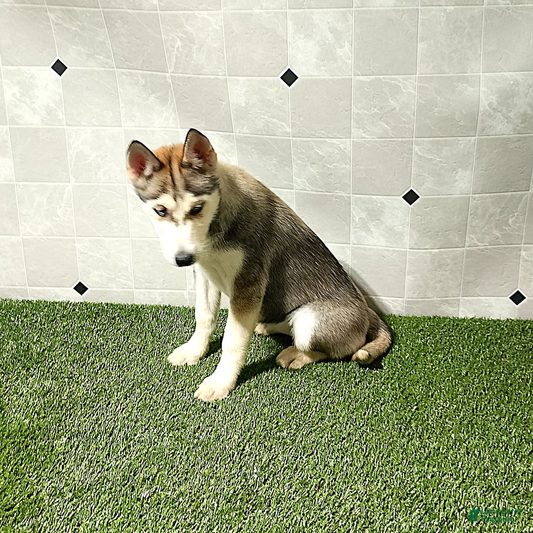 Siberian Husky dogs for sale: Lexy - Image 2