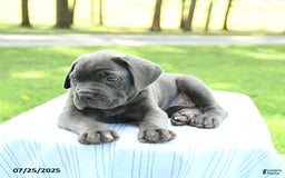 Cane Corso dogs for sale: Sapphire - Image 1
