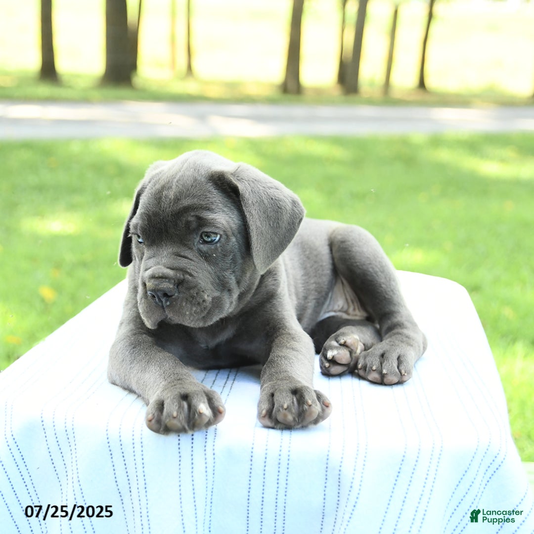 Cane Corso dogs for sale: Sapphire - Image 1