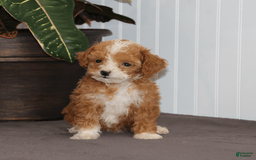Toy Poodle dogs for sale: Tiny Duke - Image 4