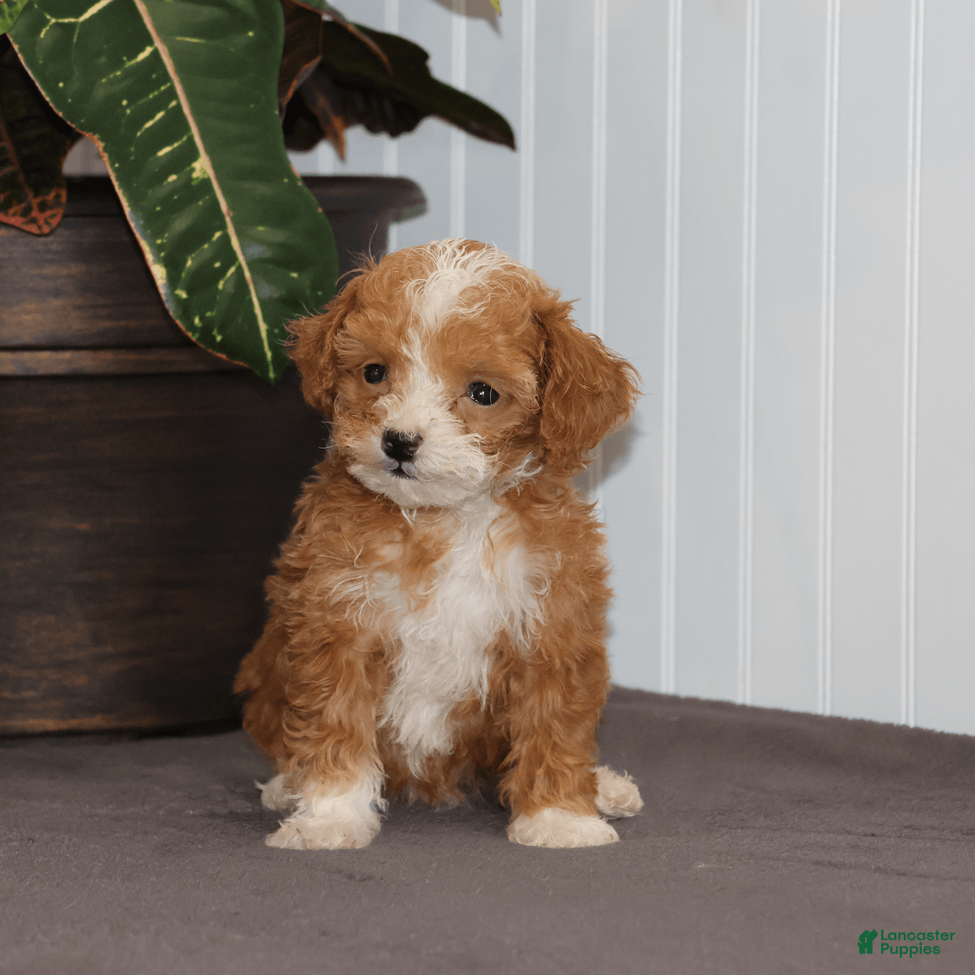 Toy Poodle dogs for sale: Tiny Duke - Image 4