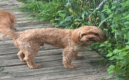 Cavapoo dogs for sale: Keno - Image 13