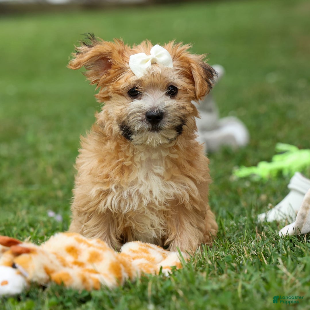 Yochon dogs for sale: Torin - Image 2