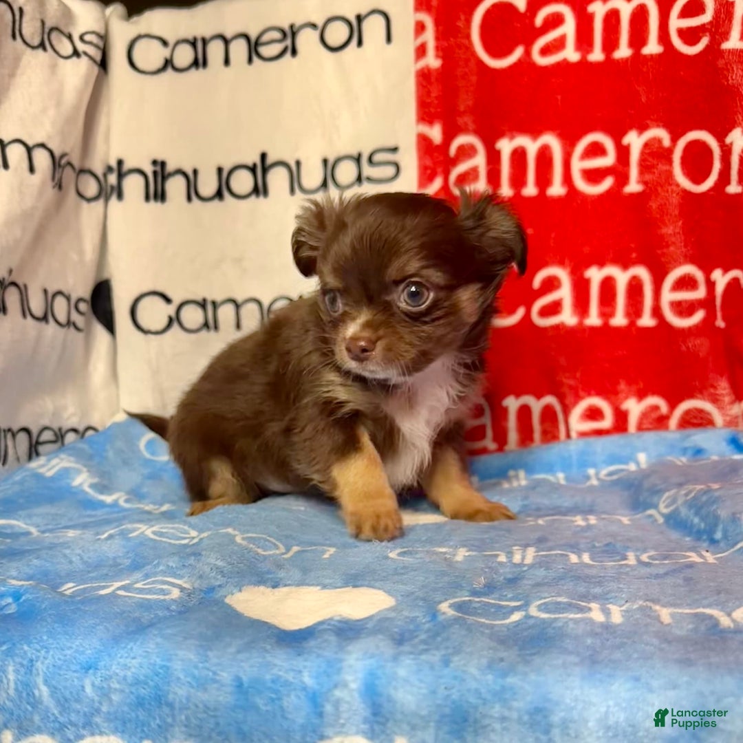 Chihuahua dogs for sale: Theodore Chocolate Lc - Image 38