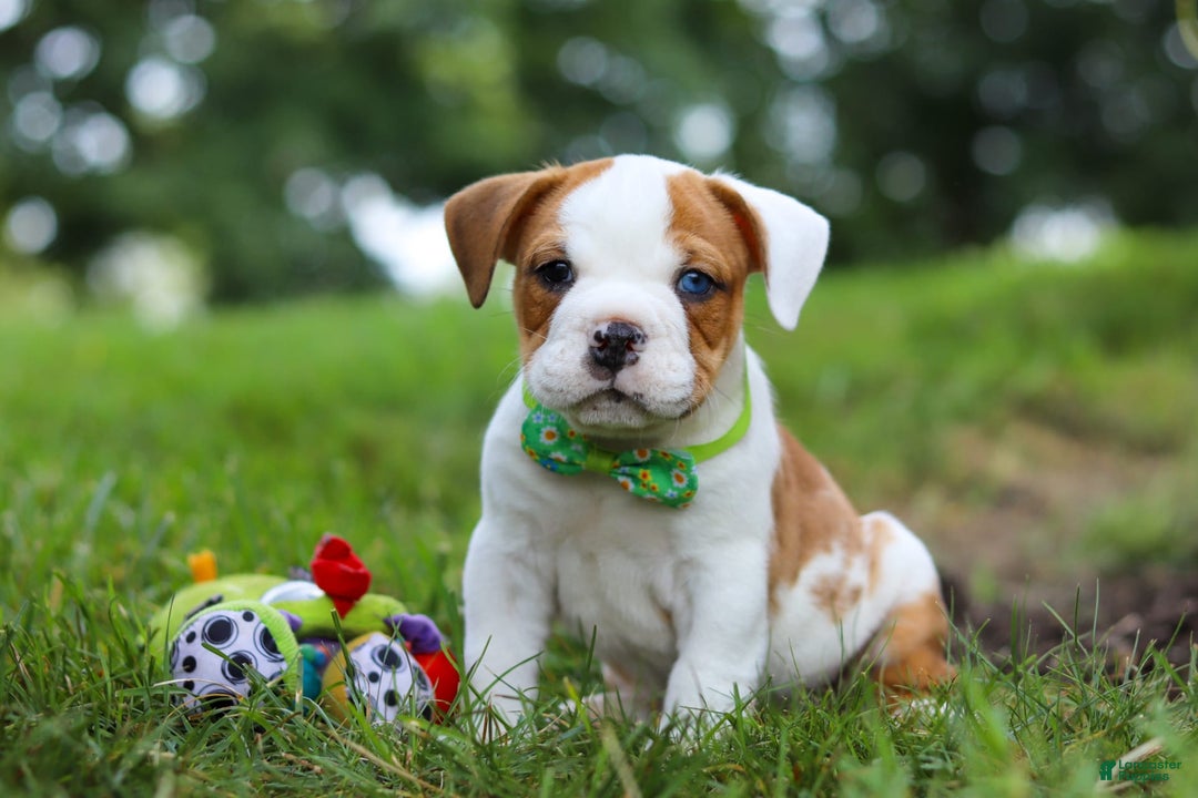 Beabull dogs for sale: Harley - Image 1