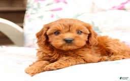 Cavapoo dogs for sale: Cavapoo 5 puppies - Image 17