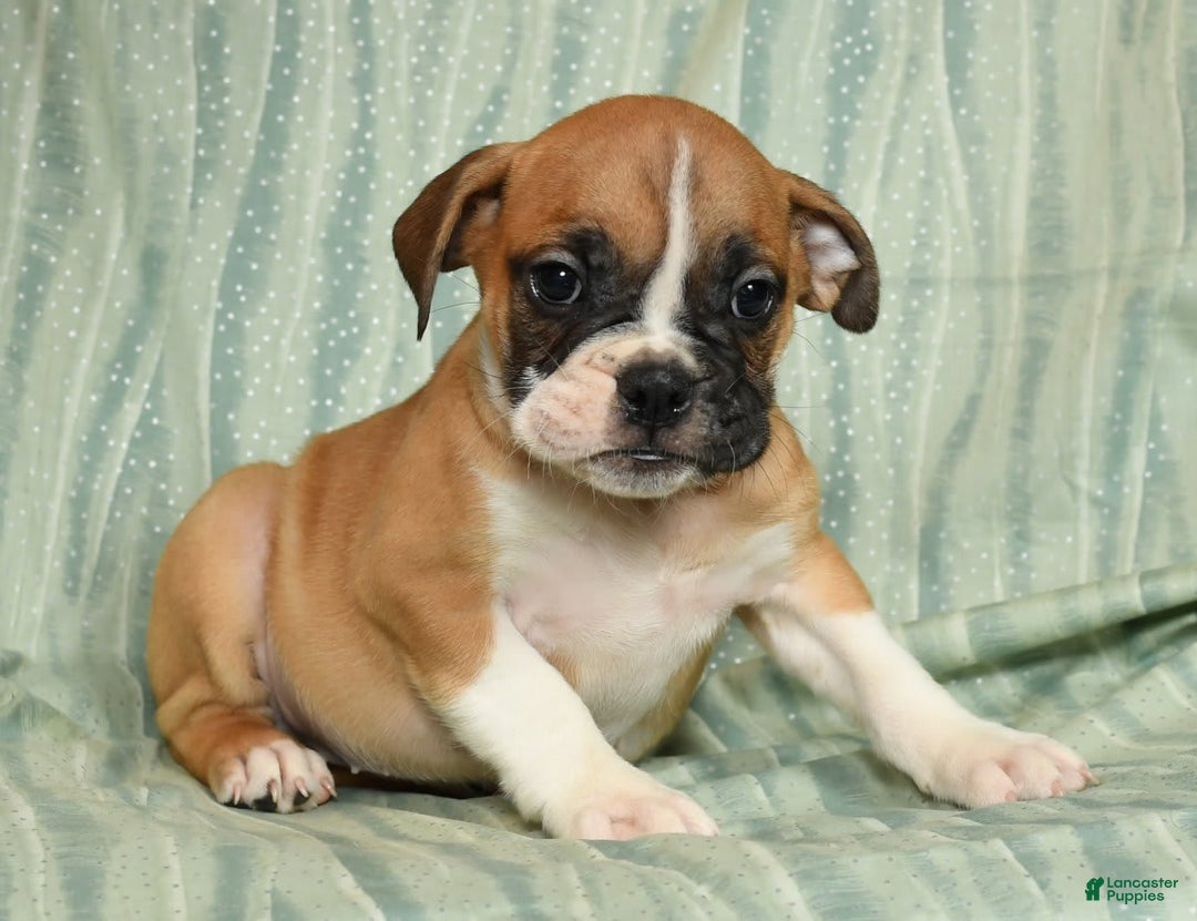 Beabull dogs for sale: Kennedi - Image 1