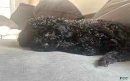 Cockapoo dogs for sale: Coal - Image 7