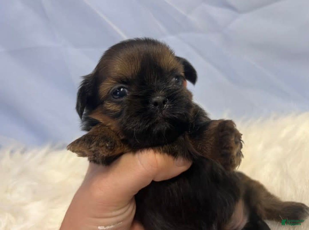 Shih Tzu dogs for sale: Leah - Image 9