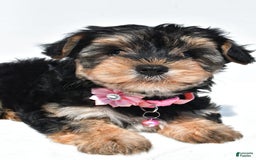 Morkie dogs for sale: Monica - Image 1