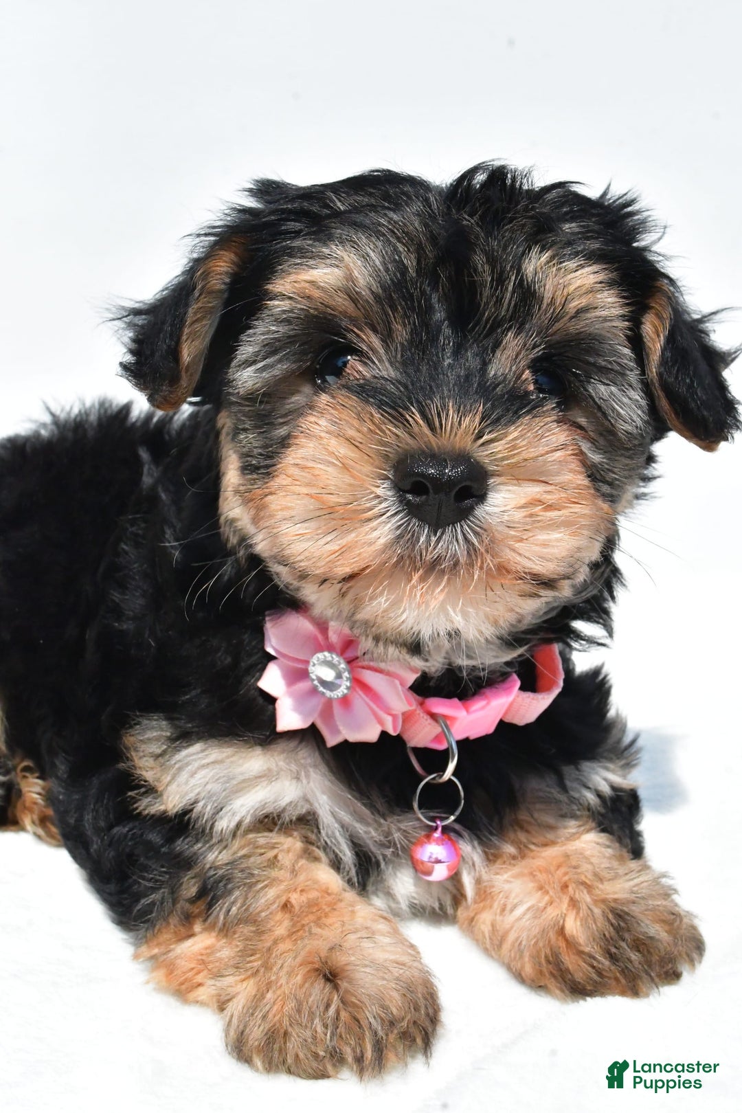 Morkie dogs for sale: Monica - Image 1