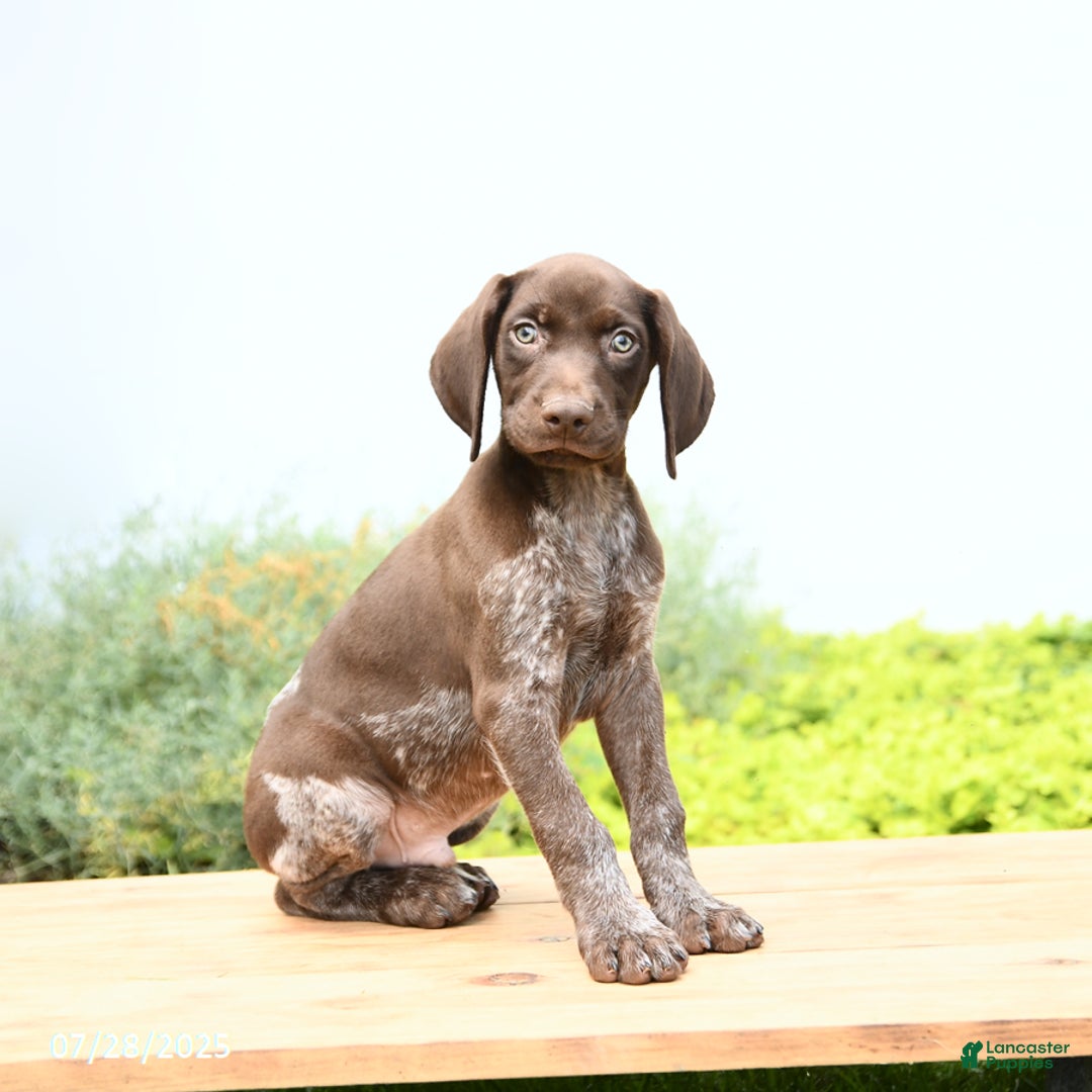 German Shorthaired Pointer dogs for sale: Jack - Image 2
